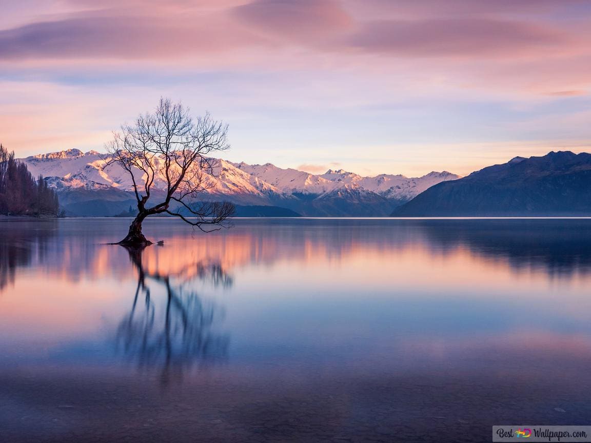 wanaka-tree.png